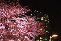 夜桜と六本木ヒルズ
