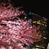 夜桜と六本木ヒルズ