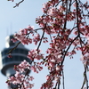 桜とマリンタワー