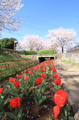 桜とチューリップ（赤）