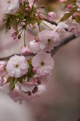 sakura