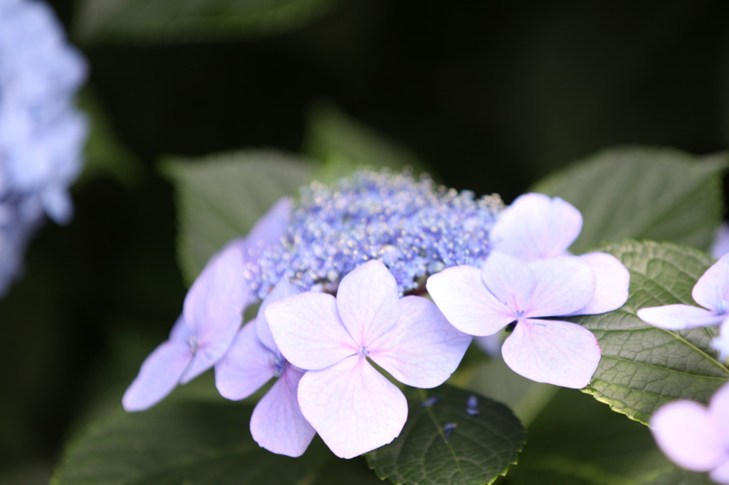 紫陽花