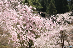 さくら