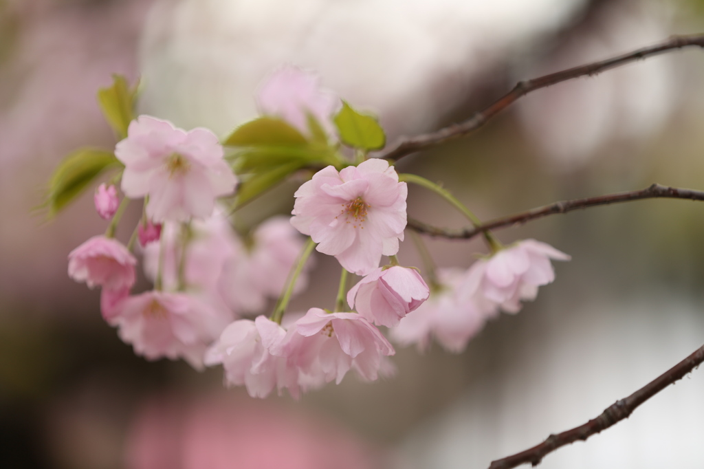桜・・・