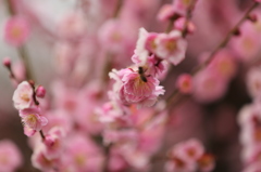 春風１