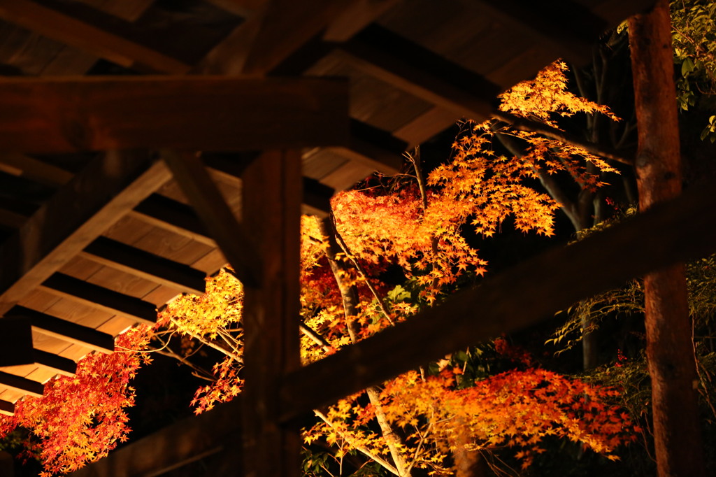 晩秋の紅葉
