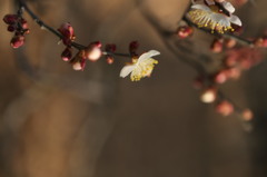 初春