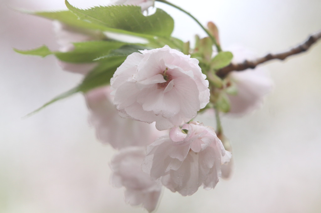 桜