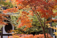 紅葉