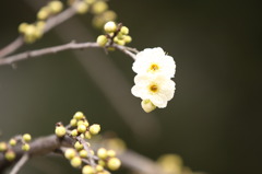 梅