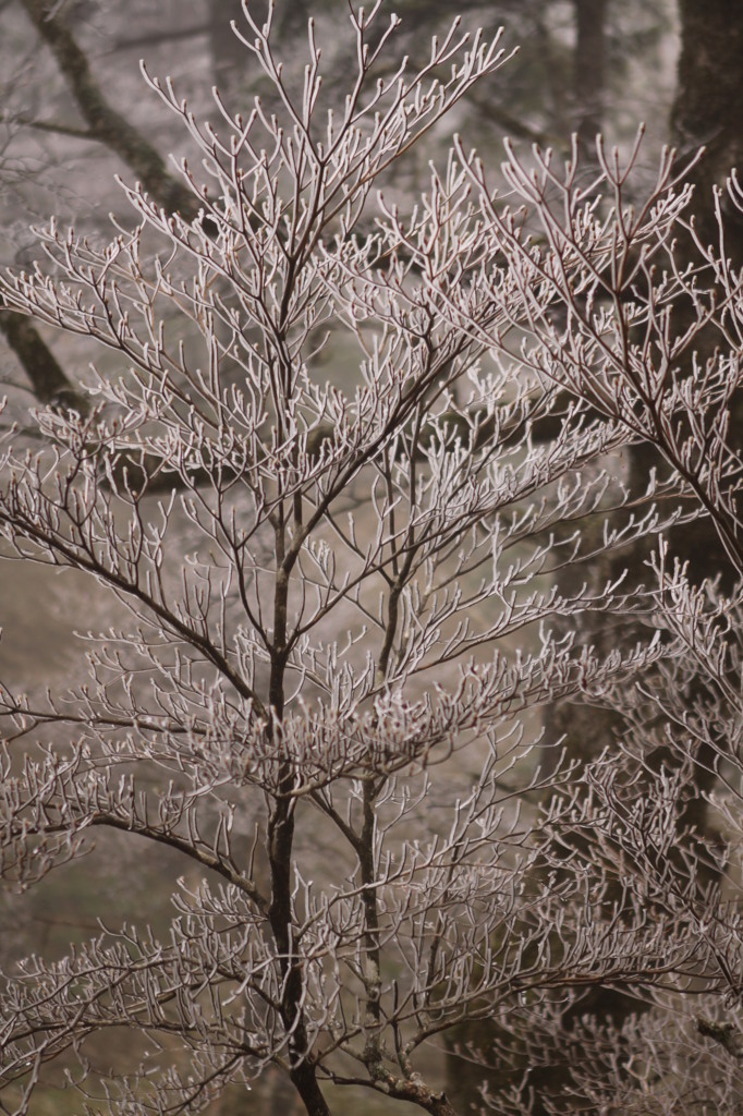 初夏なのに・・・