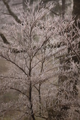 初夏なのに・・・