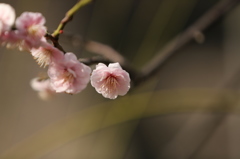晴れ