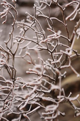 初夏なのに・・・