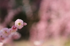 夢