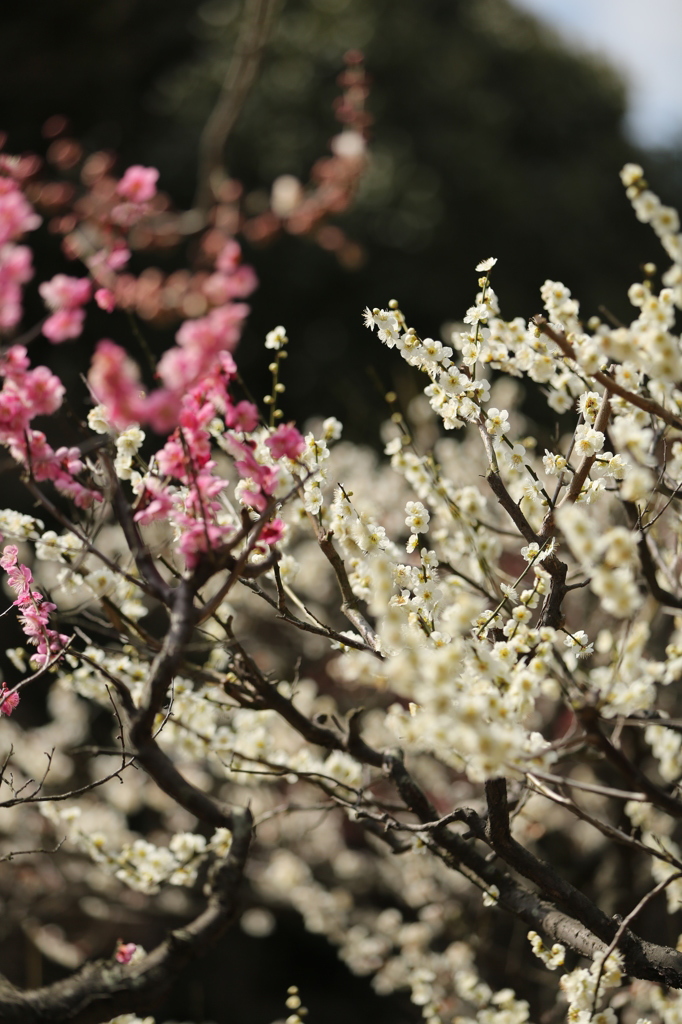見とれてしまい