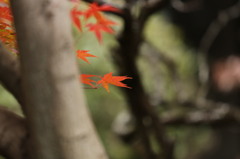 影