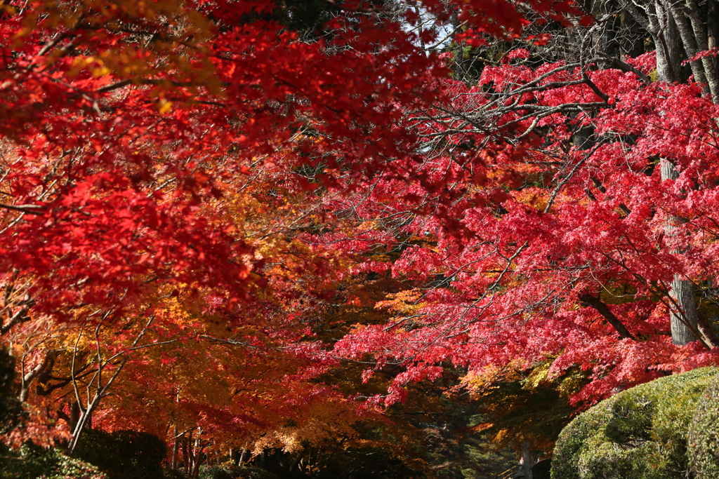 紅