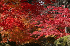 紅