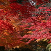紅