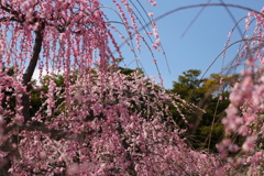 かがやき