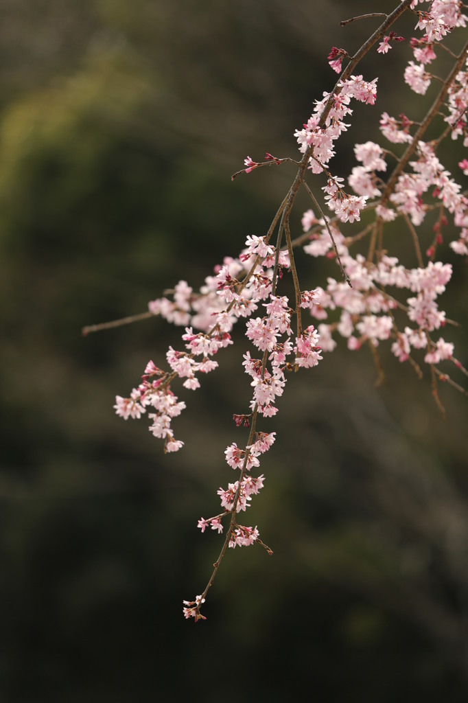 春だね