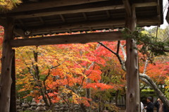雅