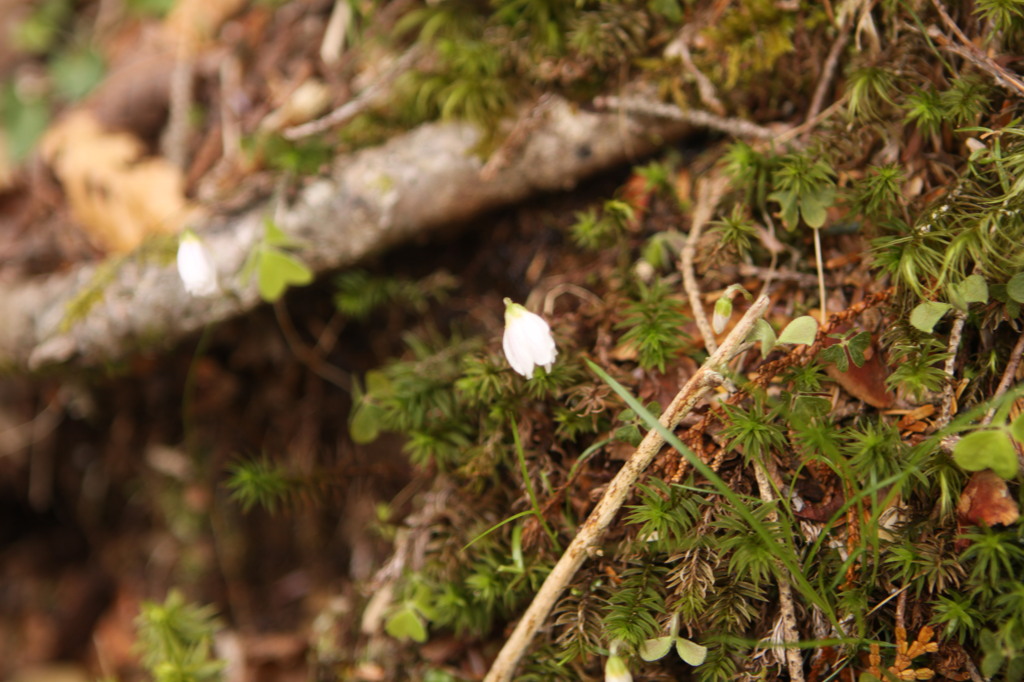 初夏なのに・・・