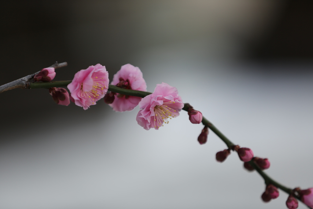 お百度参り