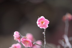 雅