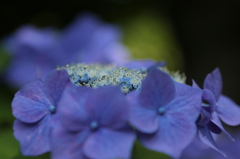 少しの隙間から見せる笑顔