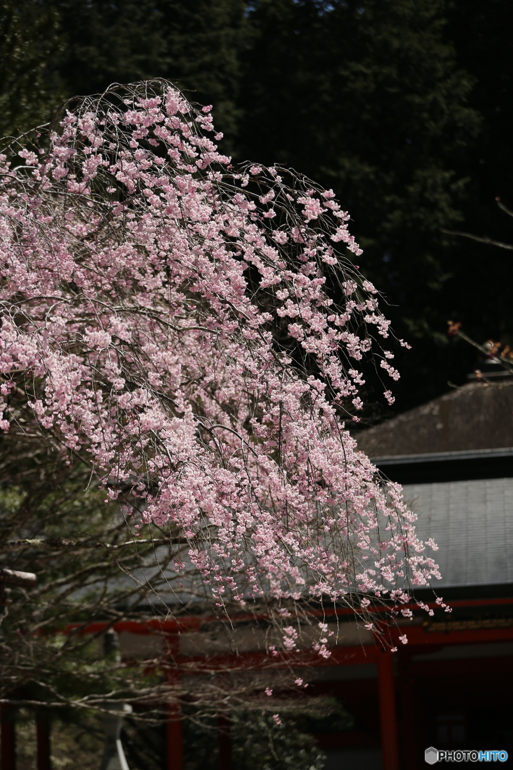 sakura