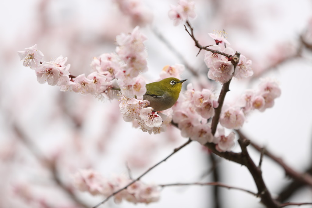 どこへ