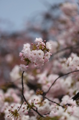 sakura