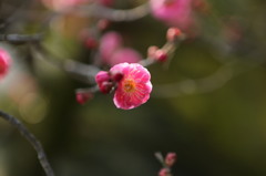 初春