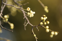 早春