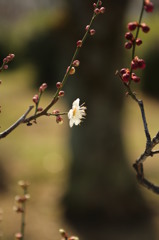 日差し
