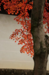 雅