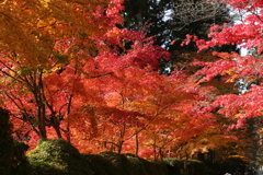 秋・・・もゆる