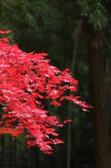 朱