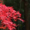 朱
