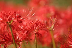 曼珠沙華