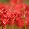曼珠沙華