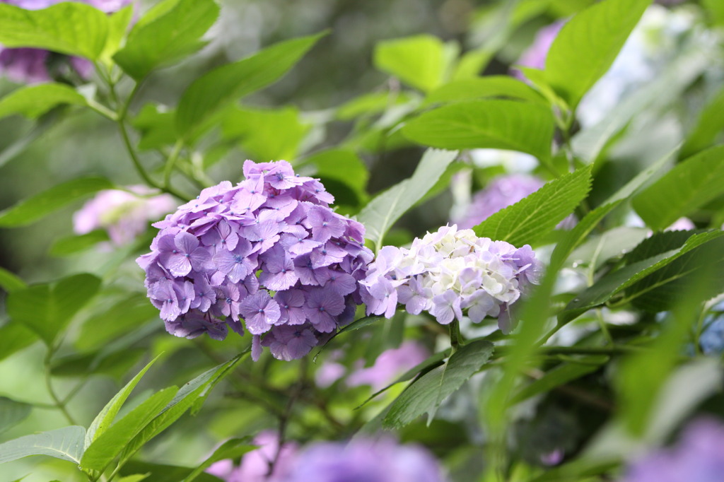 紫陽花