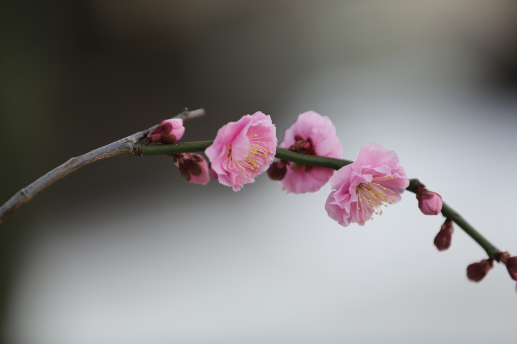 お百度参り