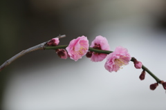 お百度参り