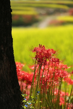 木陰