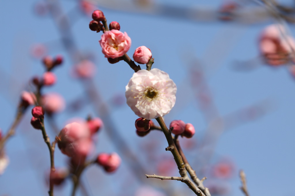 梅