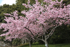 寂しさ