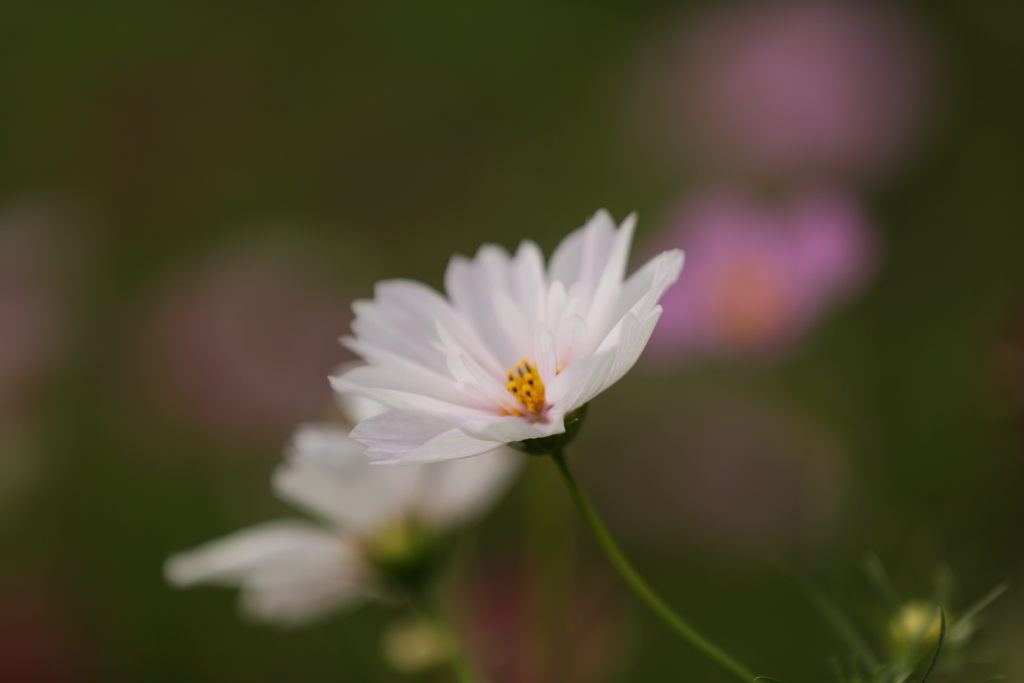 雫